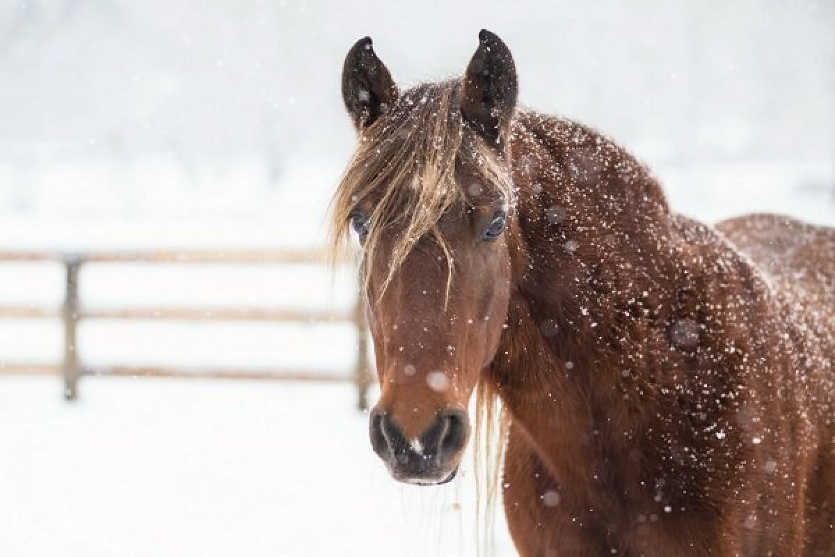 قارۋلانعان ۇرىلار ۇستالدى