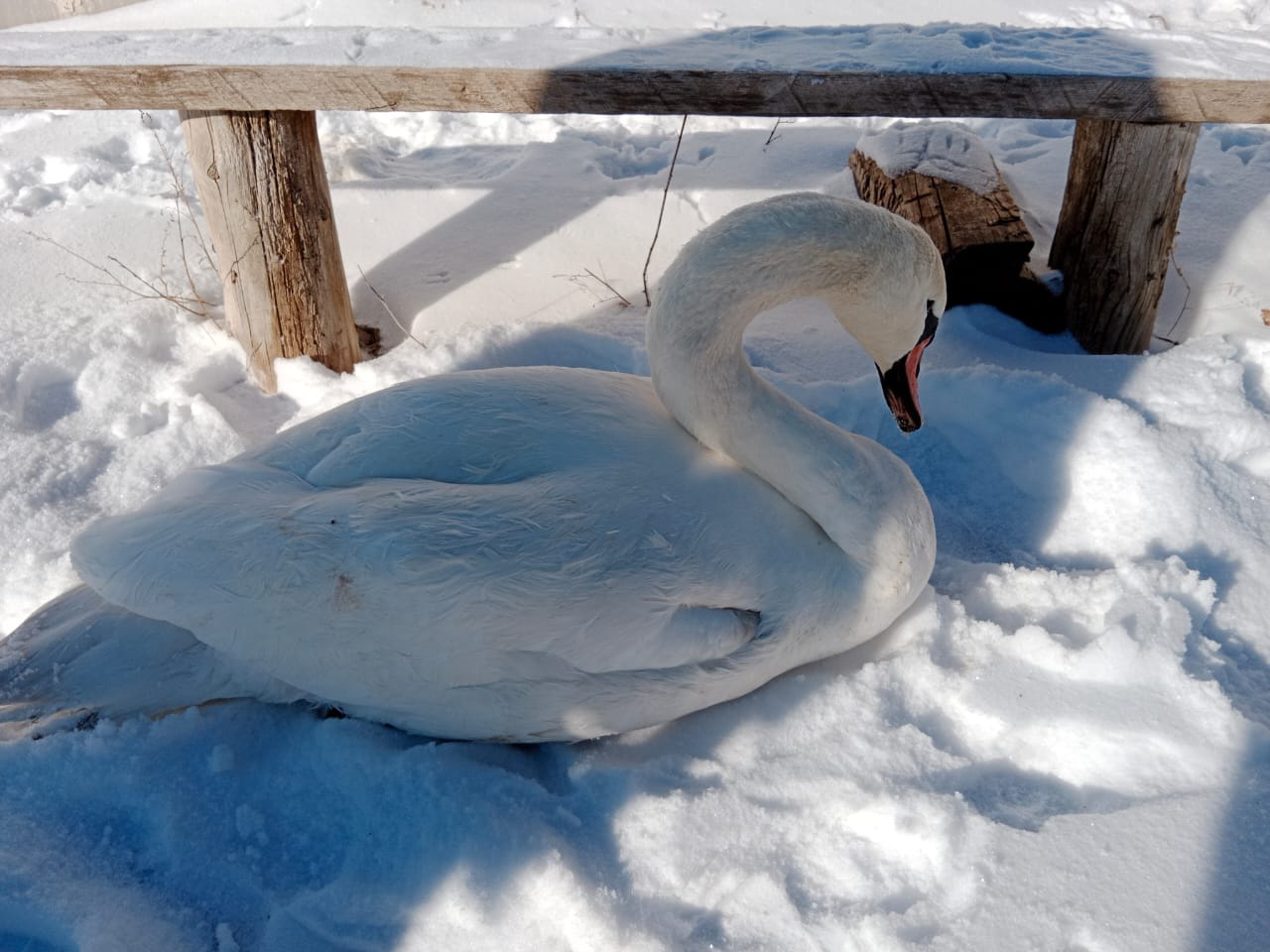 اققۋدى قۇتقارىپ قالدى