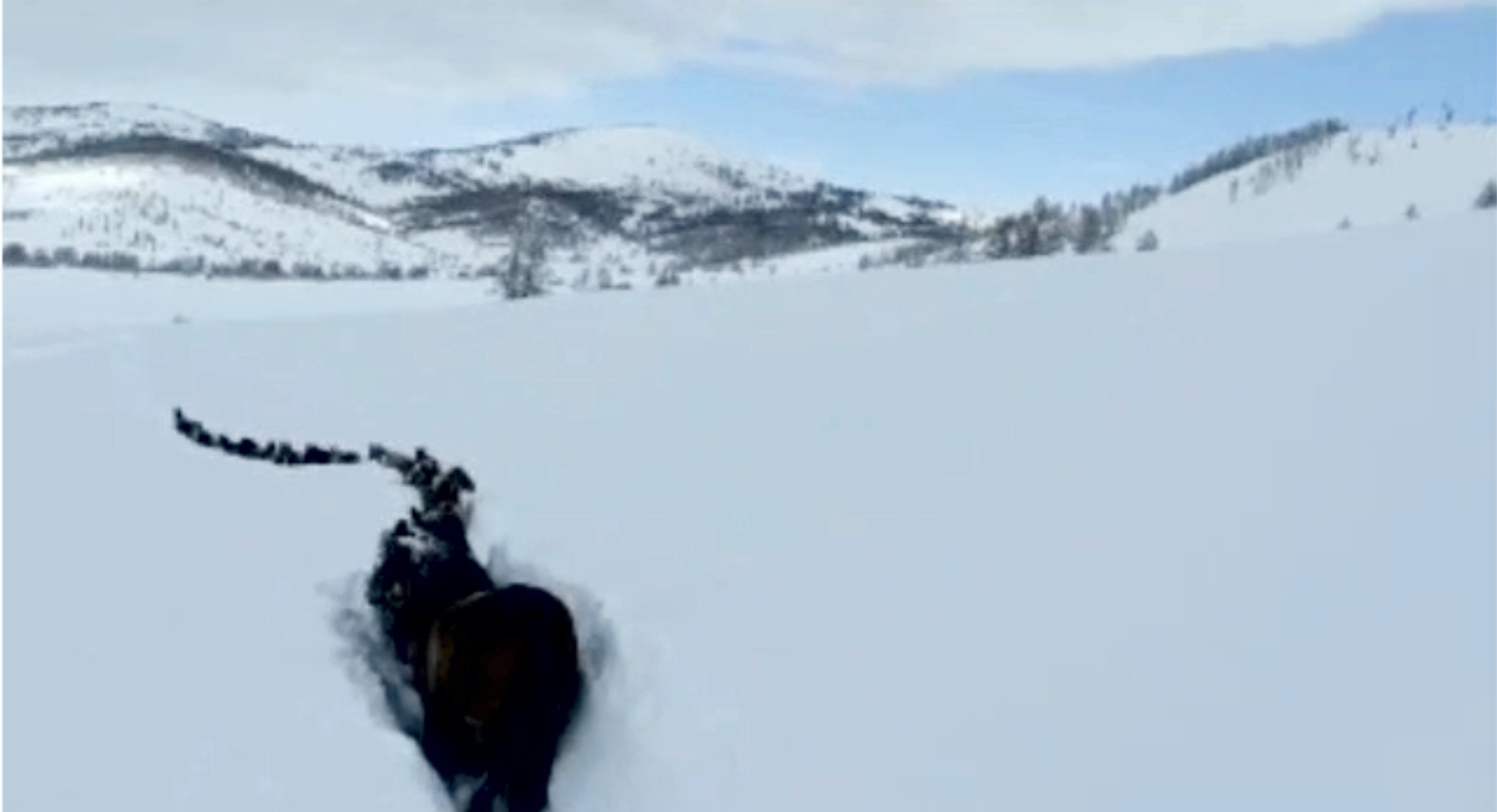 قالىڭ قاردا قالاي جان ساقتايدى؟