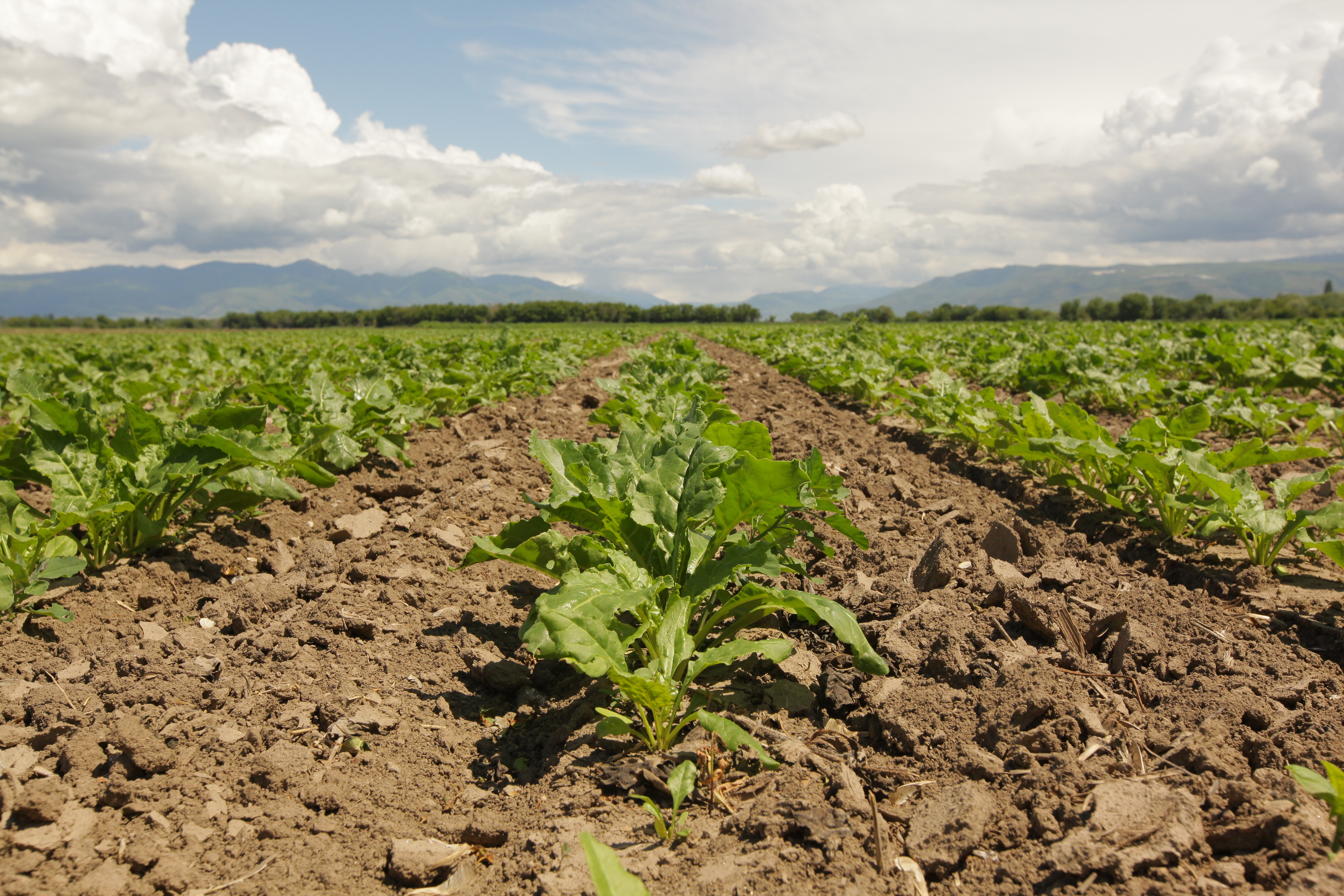 قىزىلشاعا – ىسكەرلىك كوزقاراس