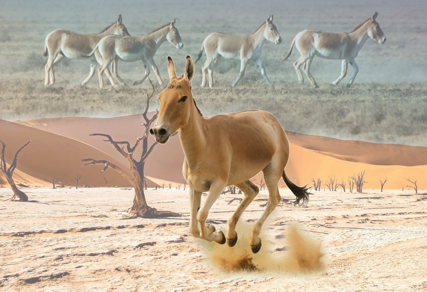 دومبايدى قاشانعى «قۇلان» دەيمىز؟