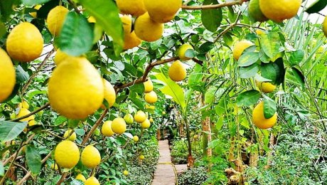 سارىاعاشتىق باعبان ليمون ءوسىرىپ, تابىس تاۋىپ وتىر