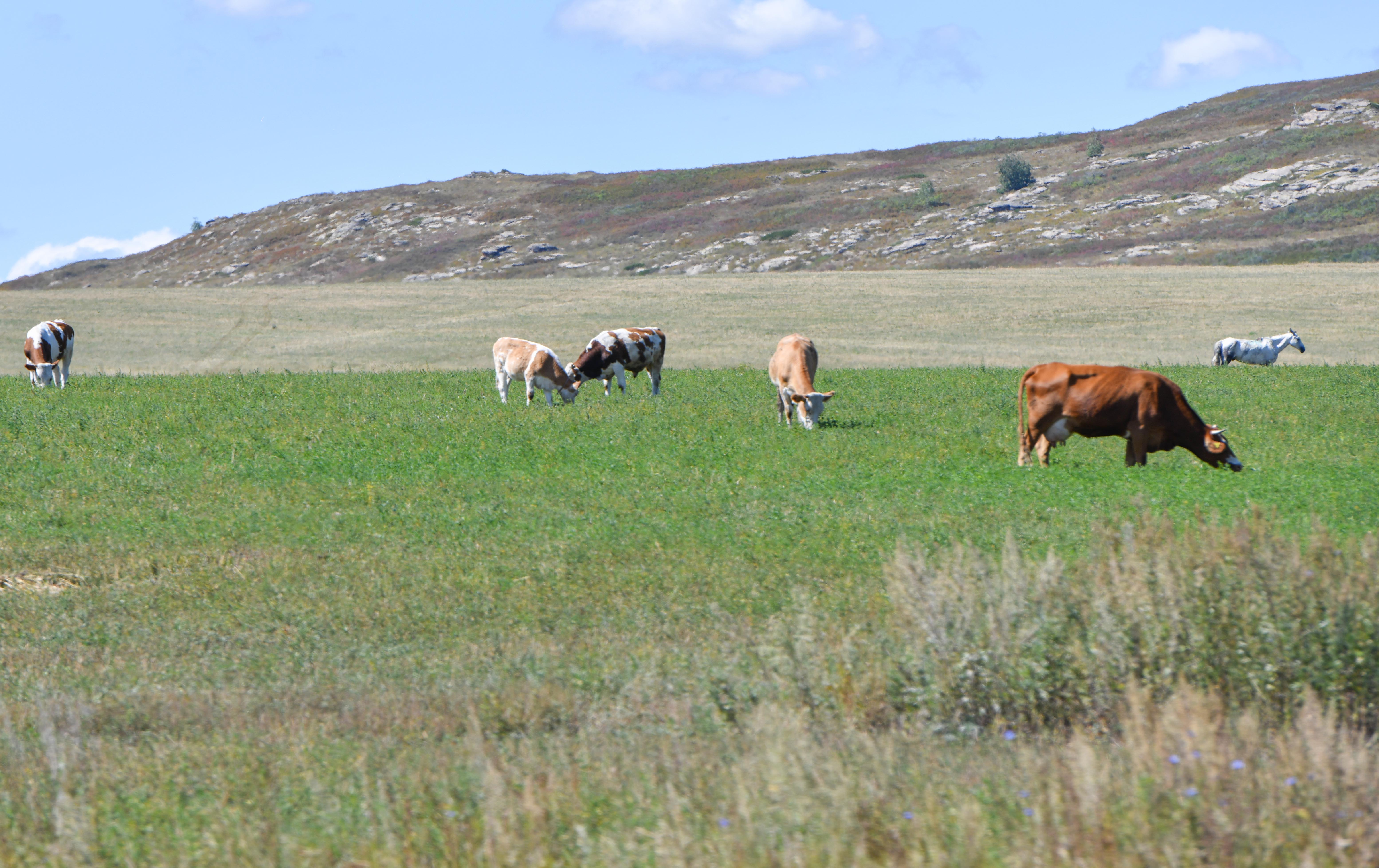 جايىلىمنىڭ جىرى