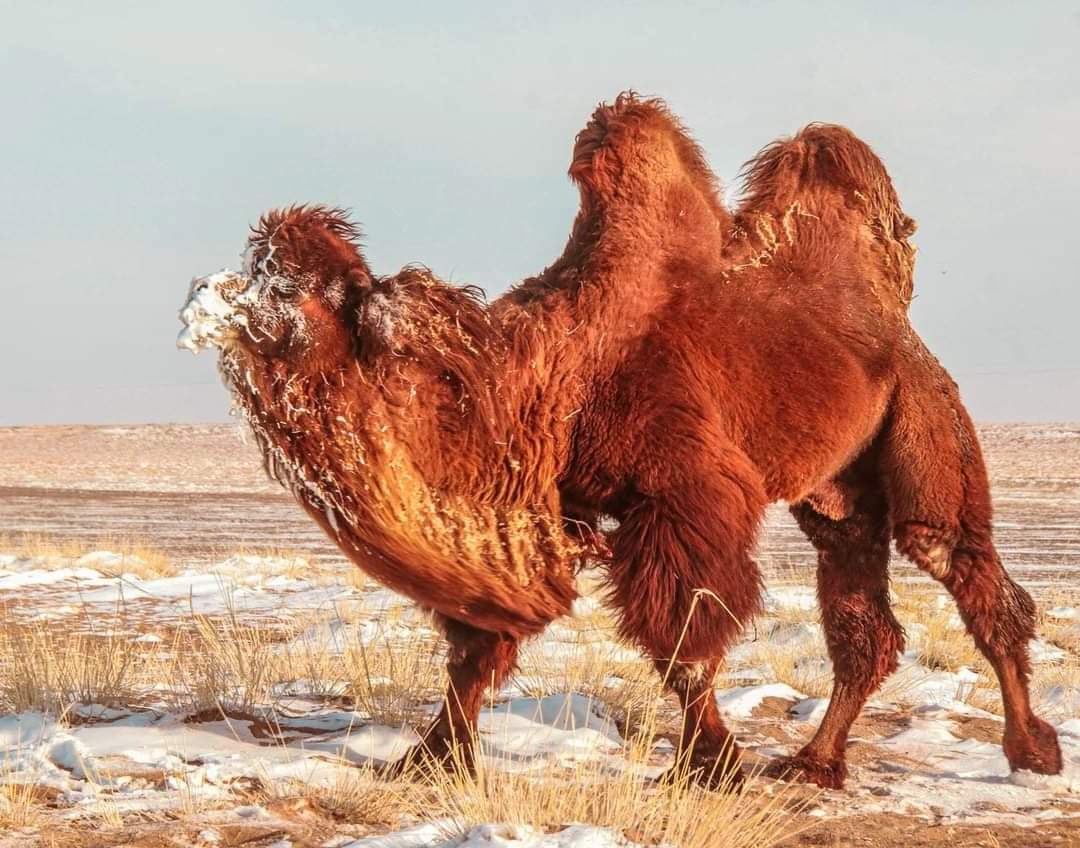 «قاڭتارداعى بۋراداي ازۋ ءتىسىن قايراعان»