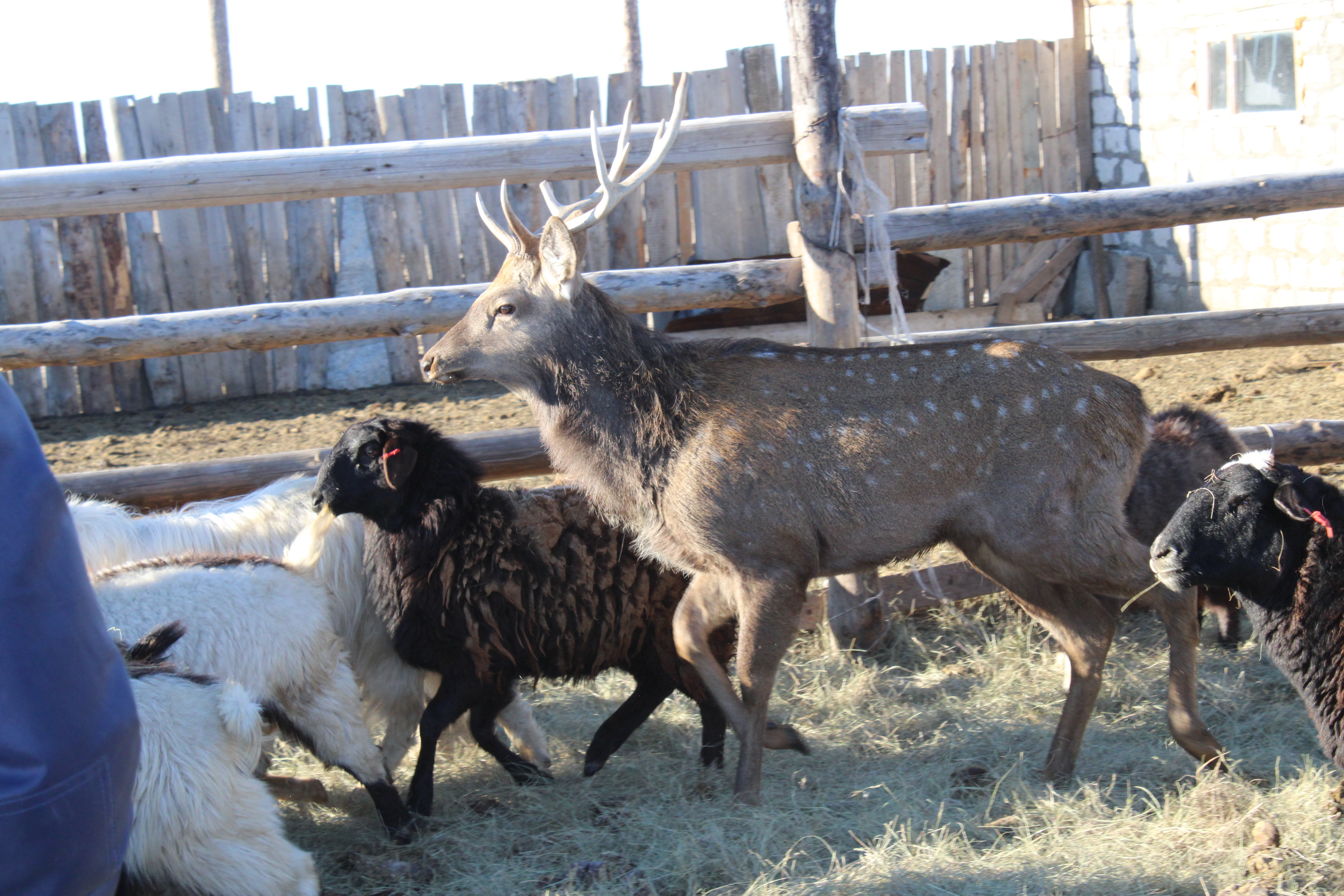 قوي ىشىندە بۇعى ءجۇر...