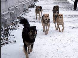 يتكە سىرعا نە كەرەك؟