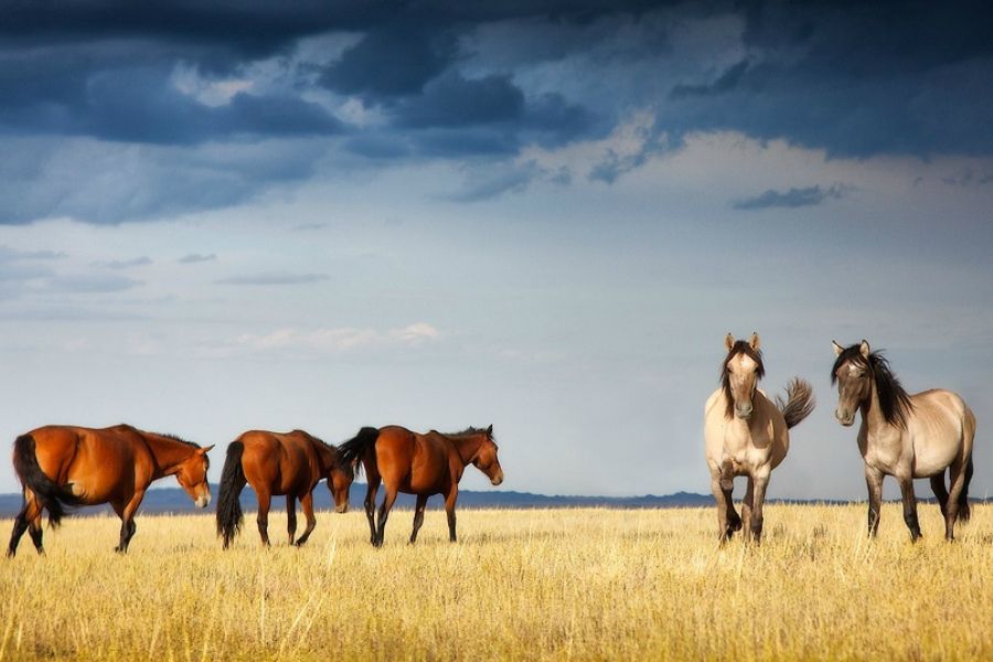 قازاق اۋا رايىن قالاي بولجاعان؟