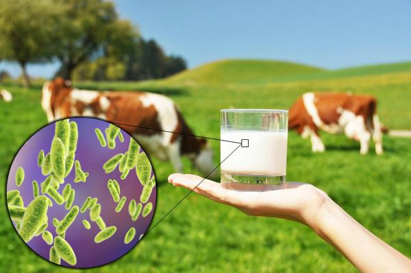 برۋتسەللەزدىڭ بەلگىلەرى قانداي؟