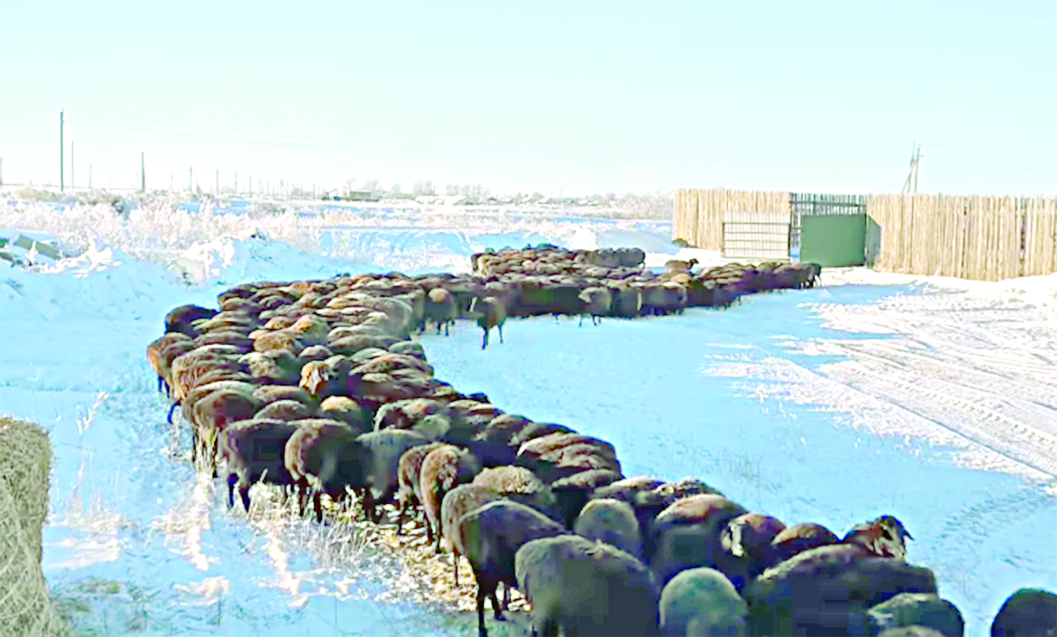 قازاق قويىنىڭ ءباسى بولەك