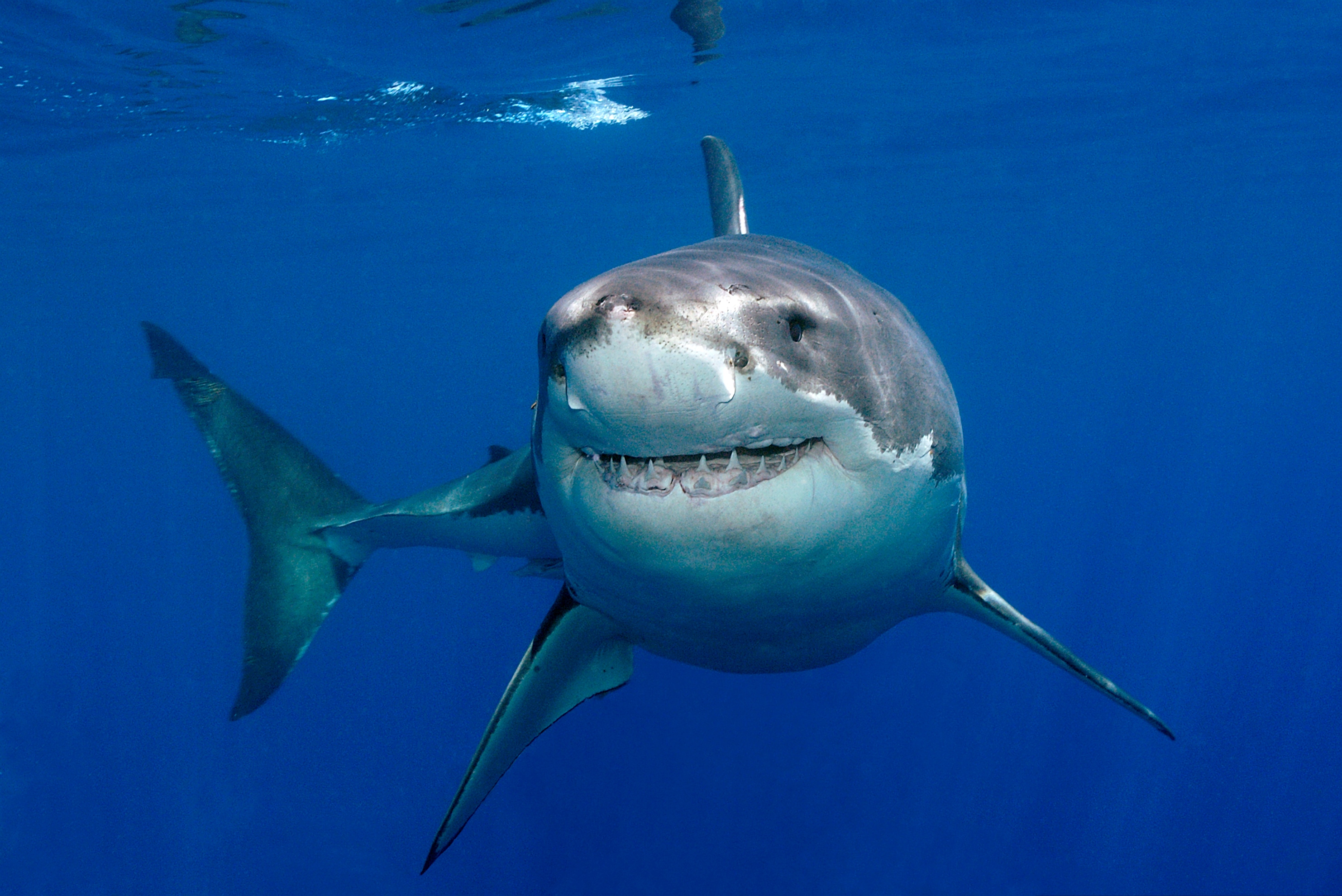 تۋريستەر تولى جاعاجايدا اكۋلا ەر ادامعا شابۋىل جاساعان