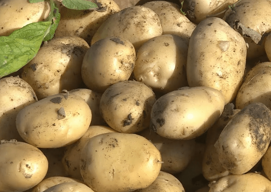 قازاقستانعا كارتوپ يمپورتى ەكى ەسەگە تومەندەدى