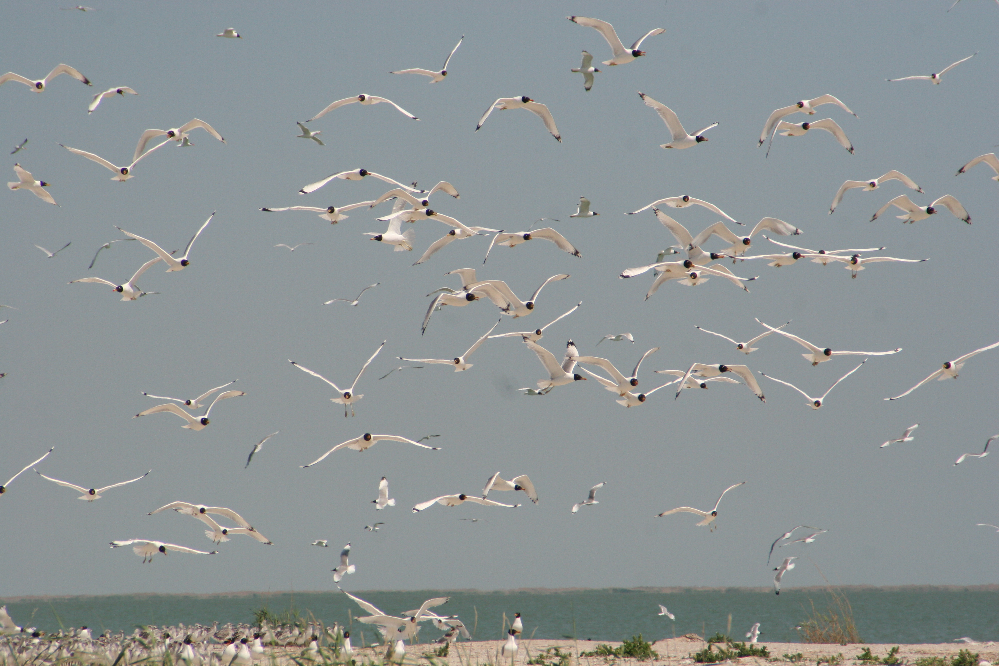 قۇس بازارىن تارقاتپاعان قورىق