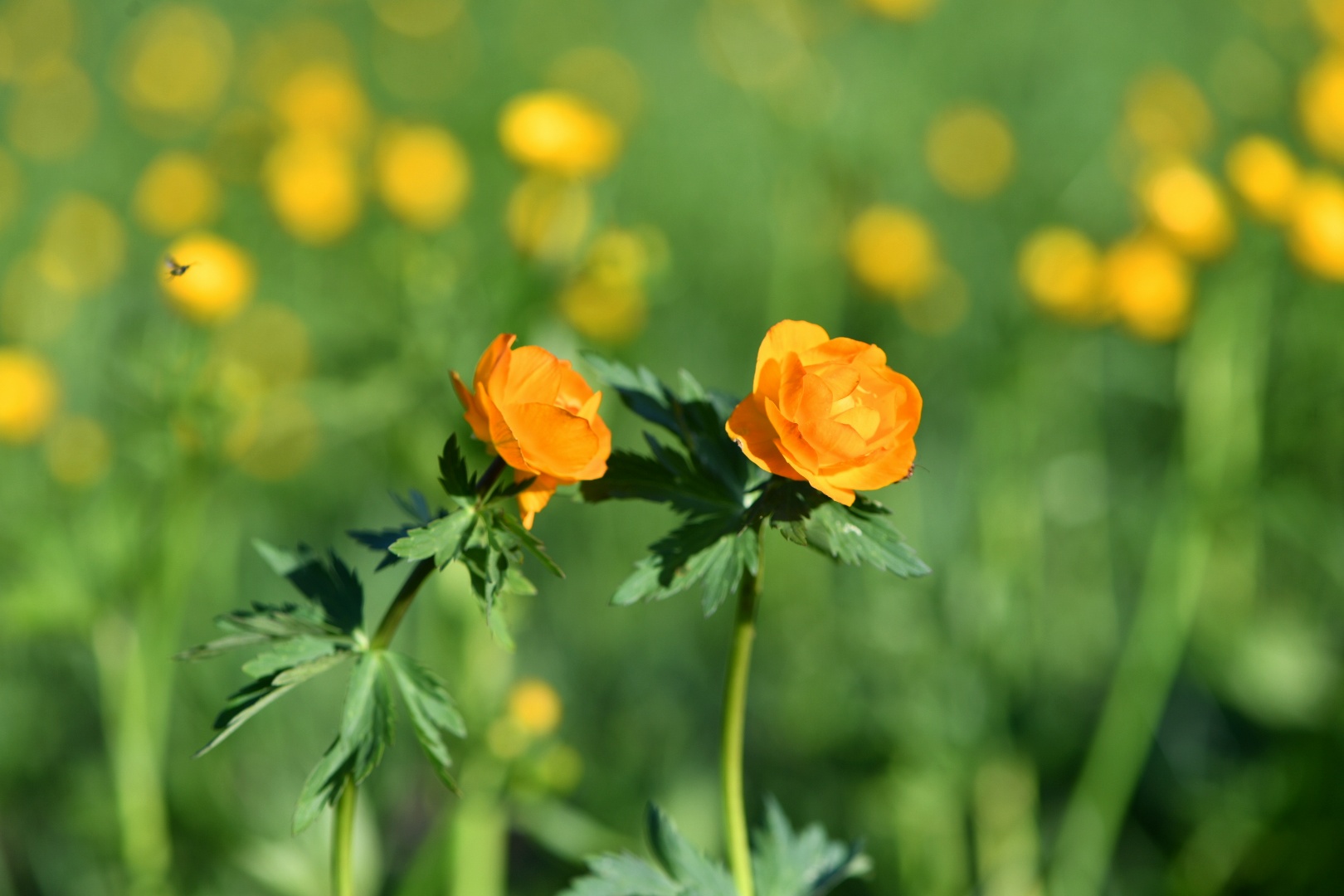 دالا وسىمدىكتەرى  ەرەكشە قورعاۋعا ءزارۋ