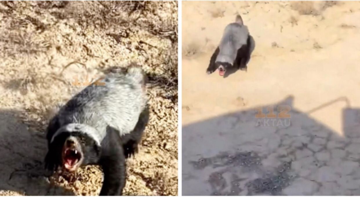 ماڭعىستاۋ دالاسىندا سيرەك كەزدەسەتىن جانۋار ۆيدەوعا ءتۇسىپ قالدى