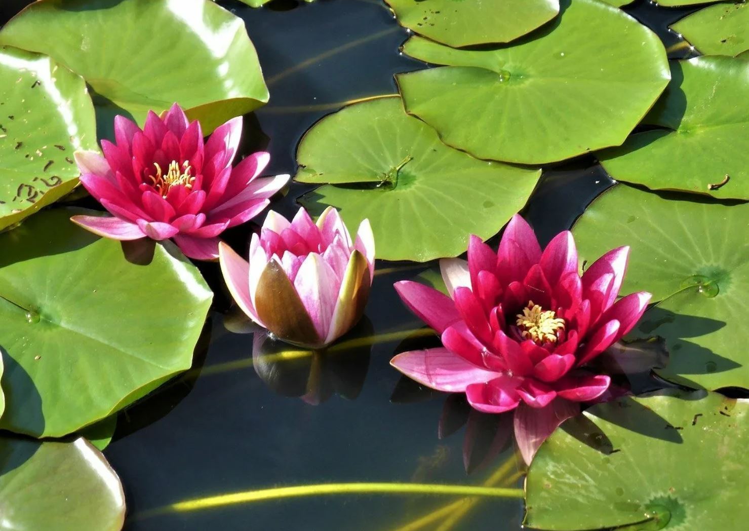 لوتوستى كورگەن دە ارماندا, كورمەگەن دە ارماندا