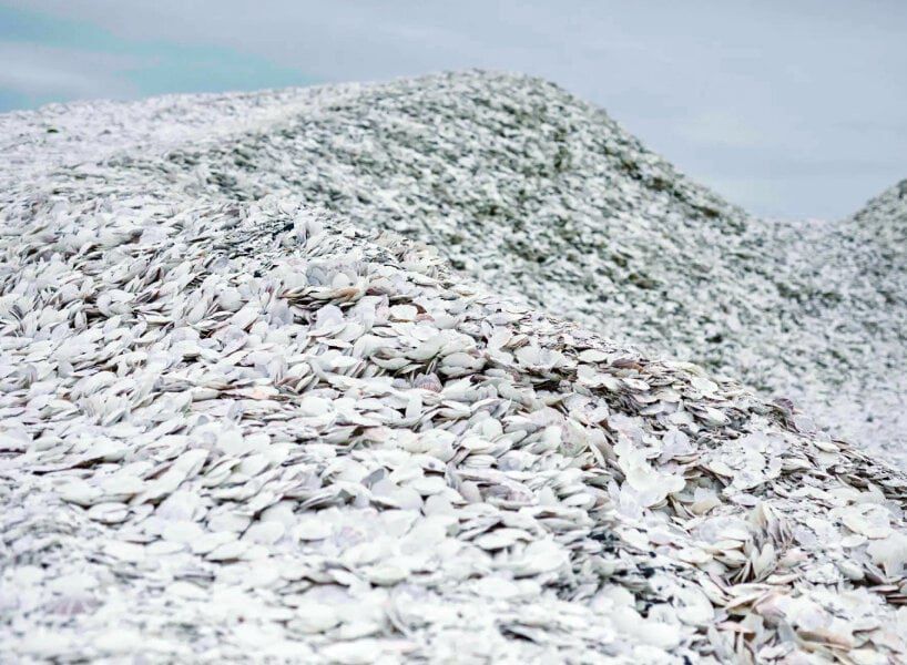 جاپوندىقتار قالدىقتان ەكولوگيالىق باس كيىم جاساي باستادى