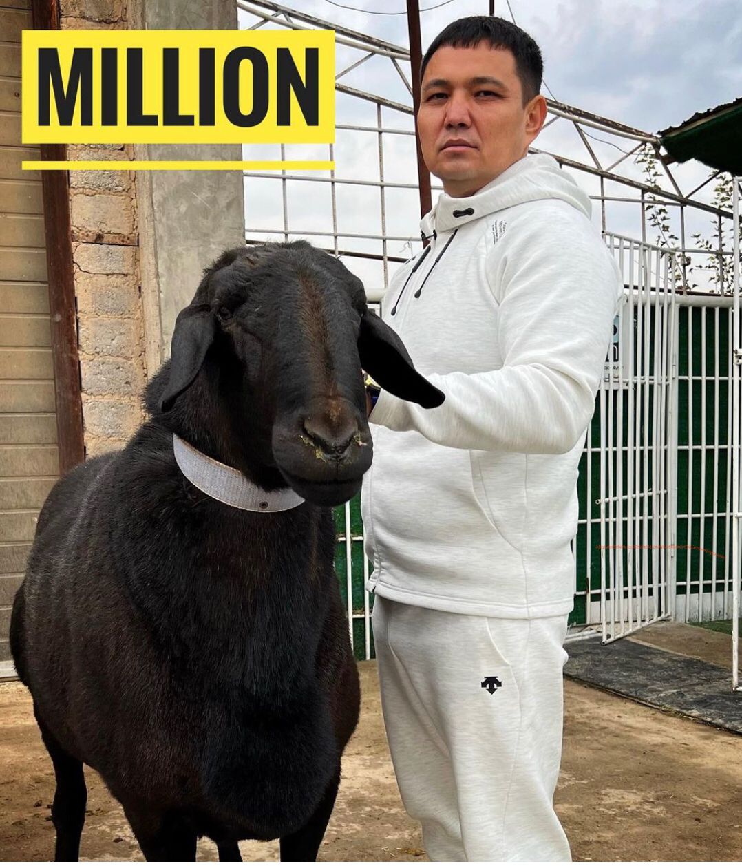 سالماعى 230 كەلى قوي قازاقستاننىڭ رەكوردتار كىتابىنا ەندى