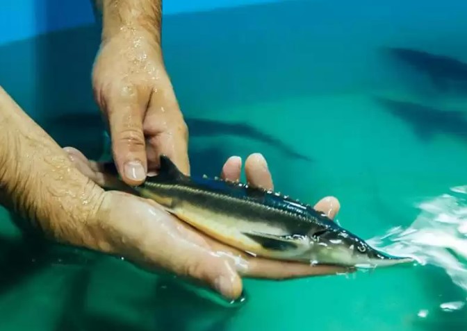 بالىق ونىمدەرىن ۇلعايتۋدىڭ جالعىز بالاماسى – اكۆاوسىرۋ