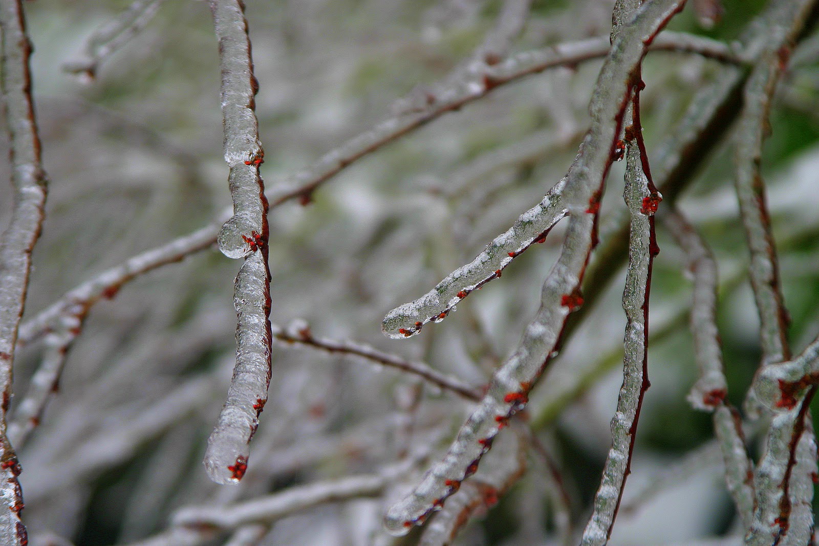 16 ناۋرىزعا ارنالعان اۋا رايى بولجامى