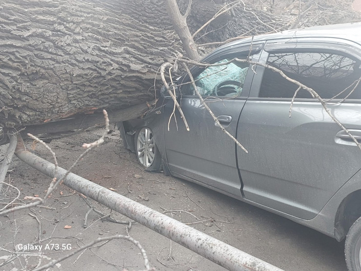 الماتىدا كولىكتەردىڭ ۇستىنە اعاش قۇلادى
