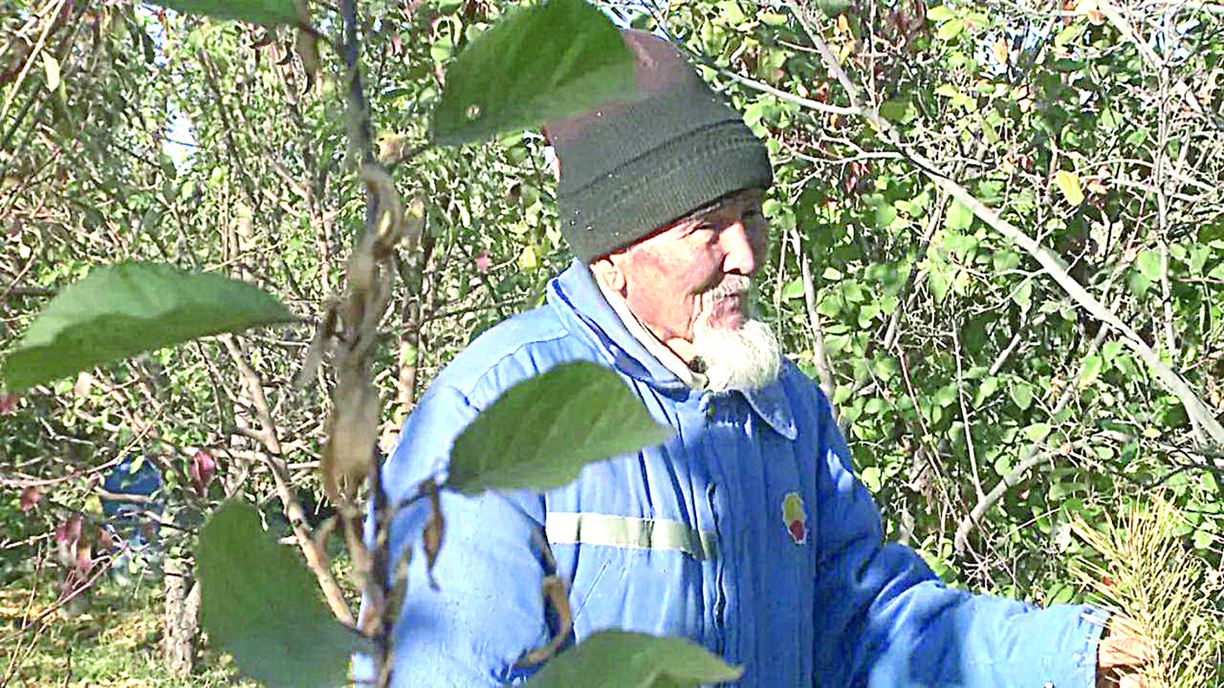 بەكتاي اتا ورمانى