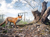 British Wildlife Photography Awards 2023 بايقاۋىنىڭ ۇزدىك سۋرەتتەرى جاريالاندى
