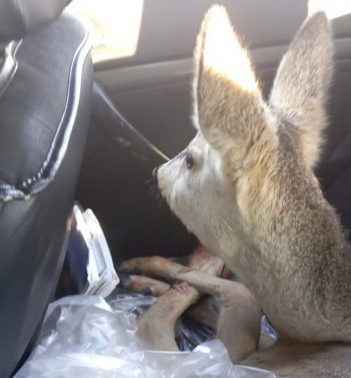 ەلىكتى دە قۇتقاردى