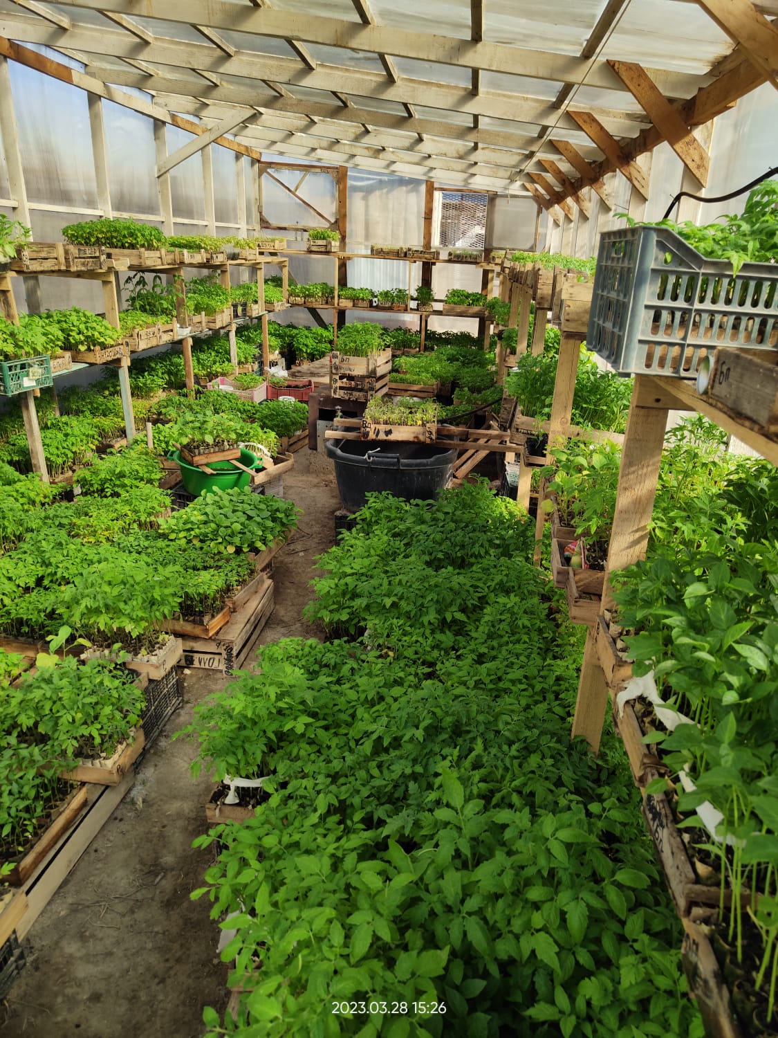 جىلىجايدا ەسىرتكى وسىرگەن قىزىلوردالىق ۇستالدى