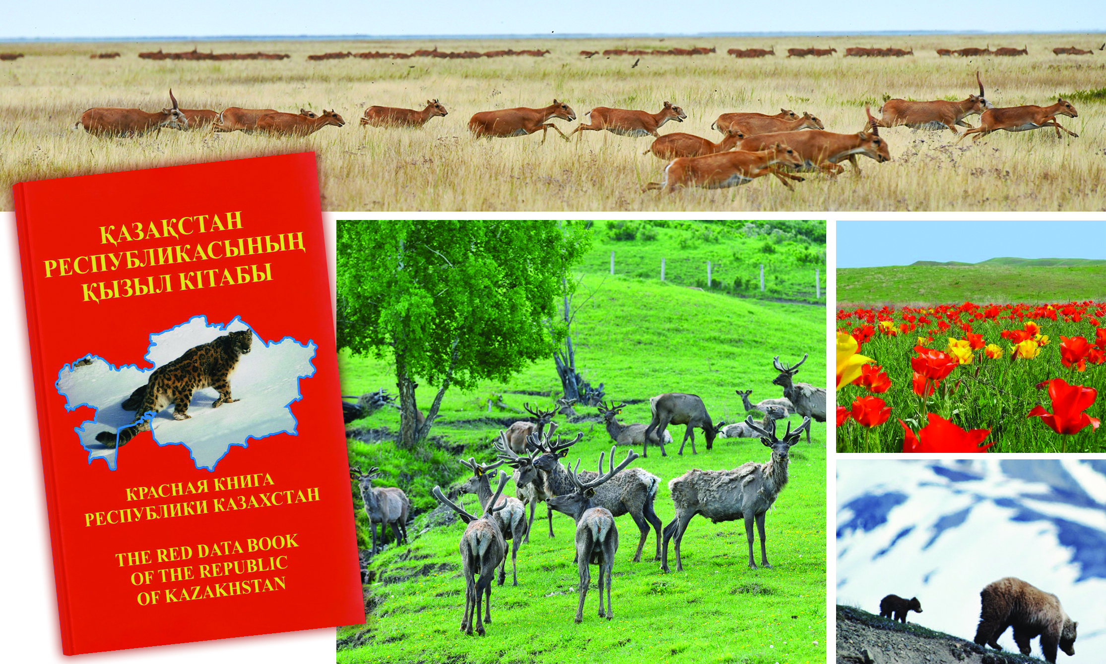 «قىزىل كىتاپ»: جاڭا باسىلىمنىڭ جاڭالىقتارى