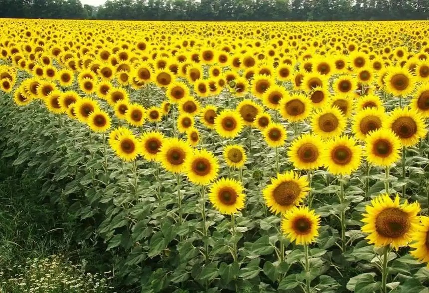 كۇنباعىس وسىرۋشىلەر كومەككە مۇقتاج