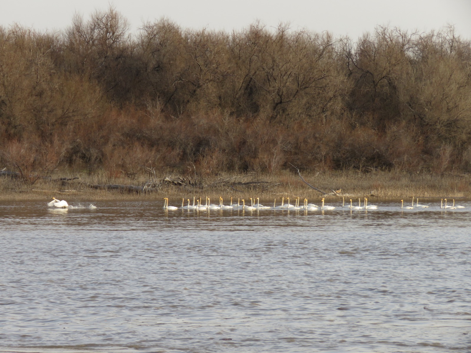 ايدىندا جۇزگەن اققۋلار
