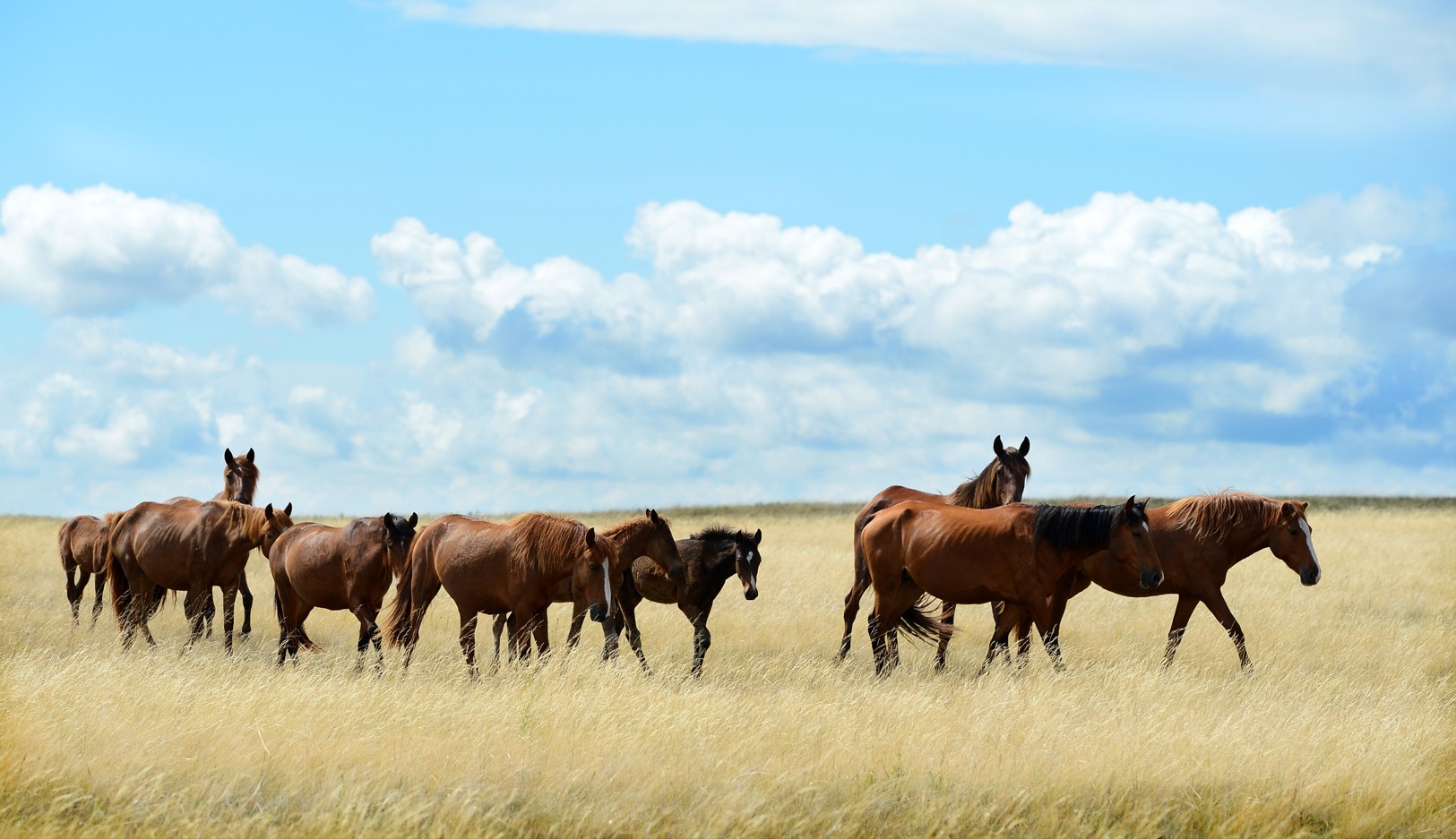 جايىلىمدىق جەر تاپشى