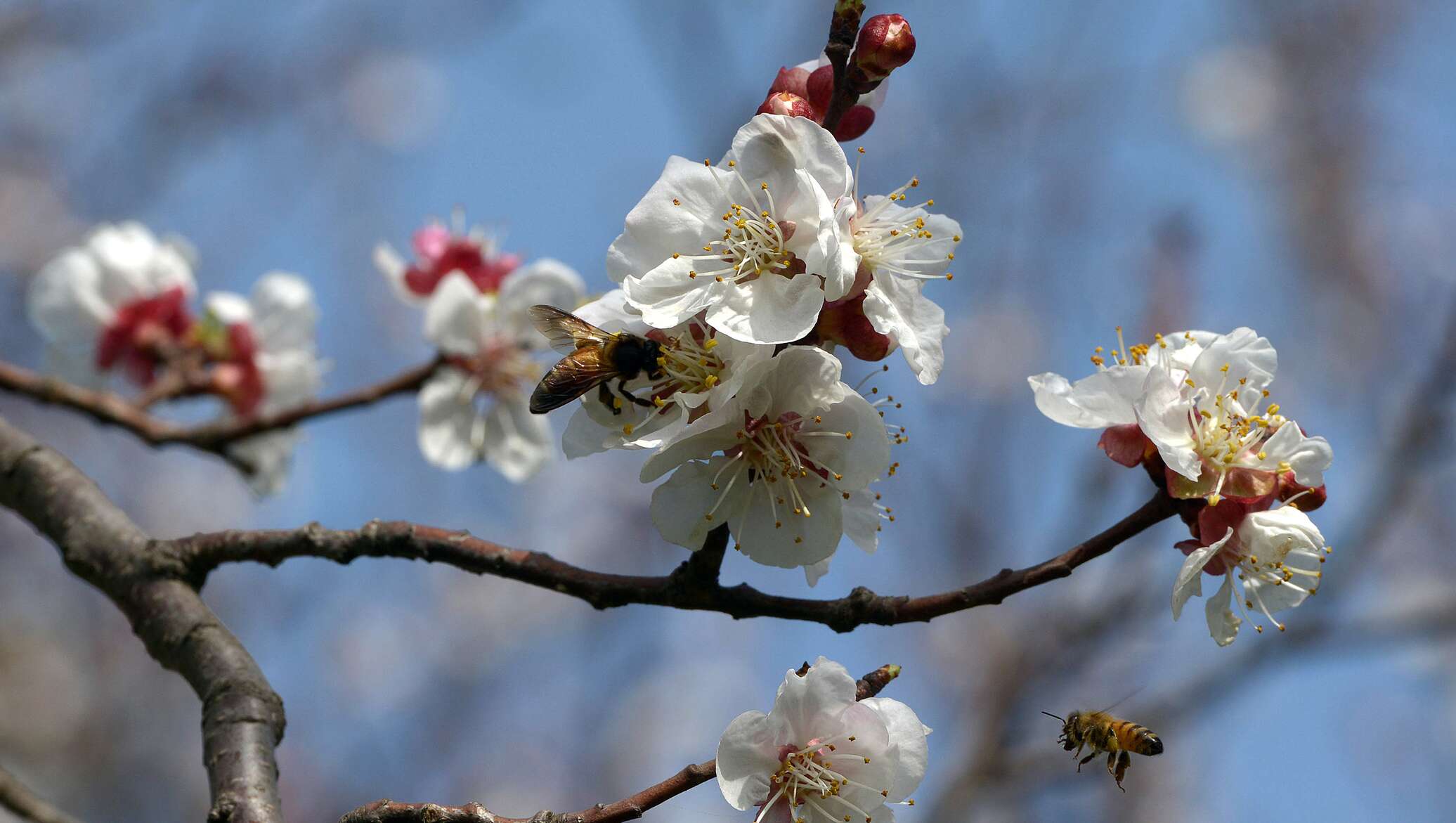 5 ساۋىرگە ارنالعان اۋا رايى بولجامى