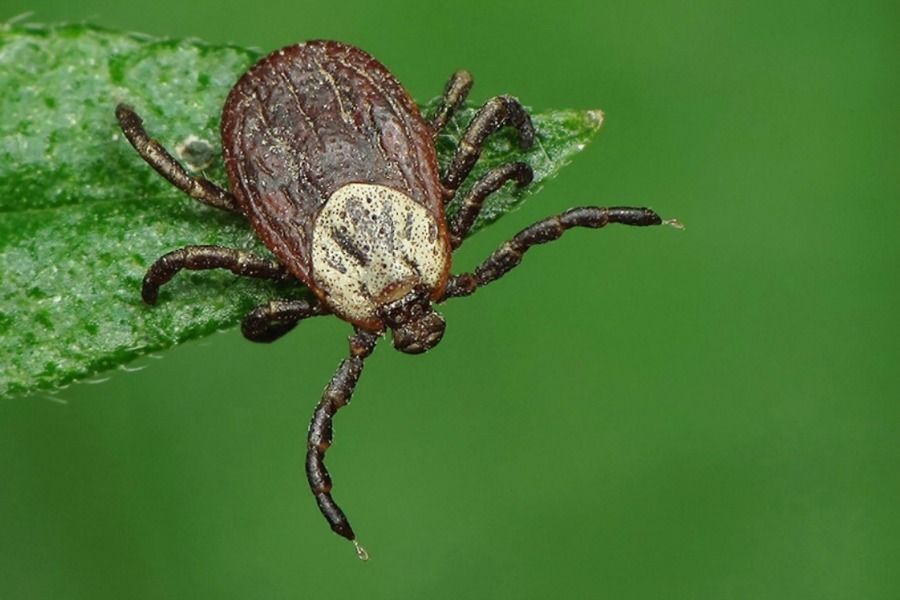 كەنەدەن ساقتان!