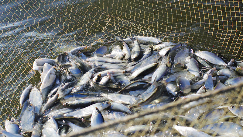 ەلىمىزدە «ۋىلدىرىق» ناۋقانى باستالدى