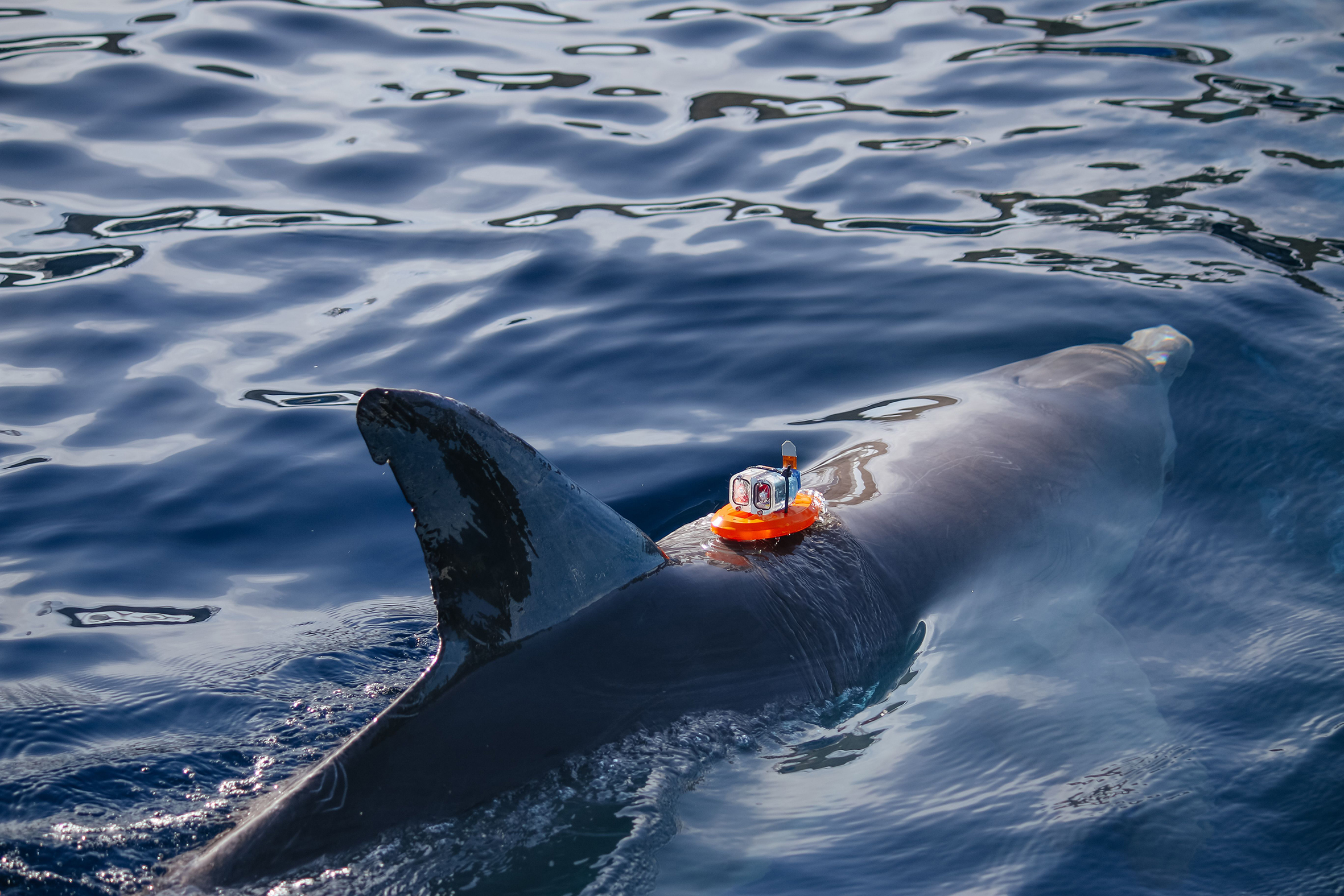 تەڭىزدەگى تىرشىلىكتىڭ تامىرشىسى