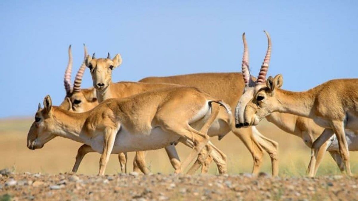 بقو-دا كيىكتەر قىرىلىپ جاتىر