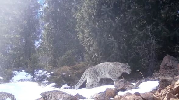 «قىزىل كىتاپقا» ەنگەن قار بارىسى فوتوتۇزاققا ءىلىندى