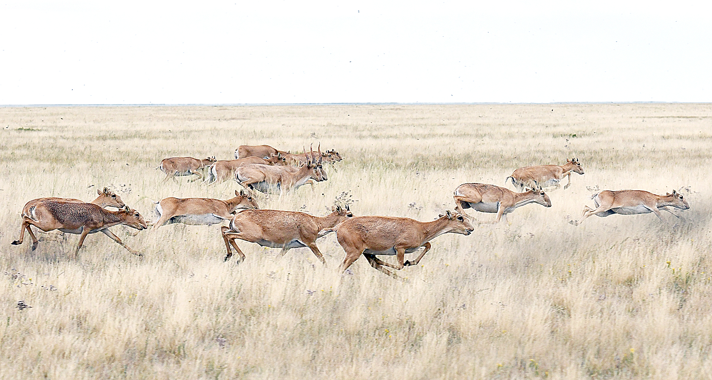 جەزكيىك جوڭكىلگەن جىل