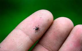 كەنەدەن كەلەر كەسەل كوپ