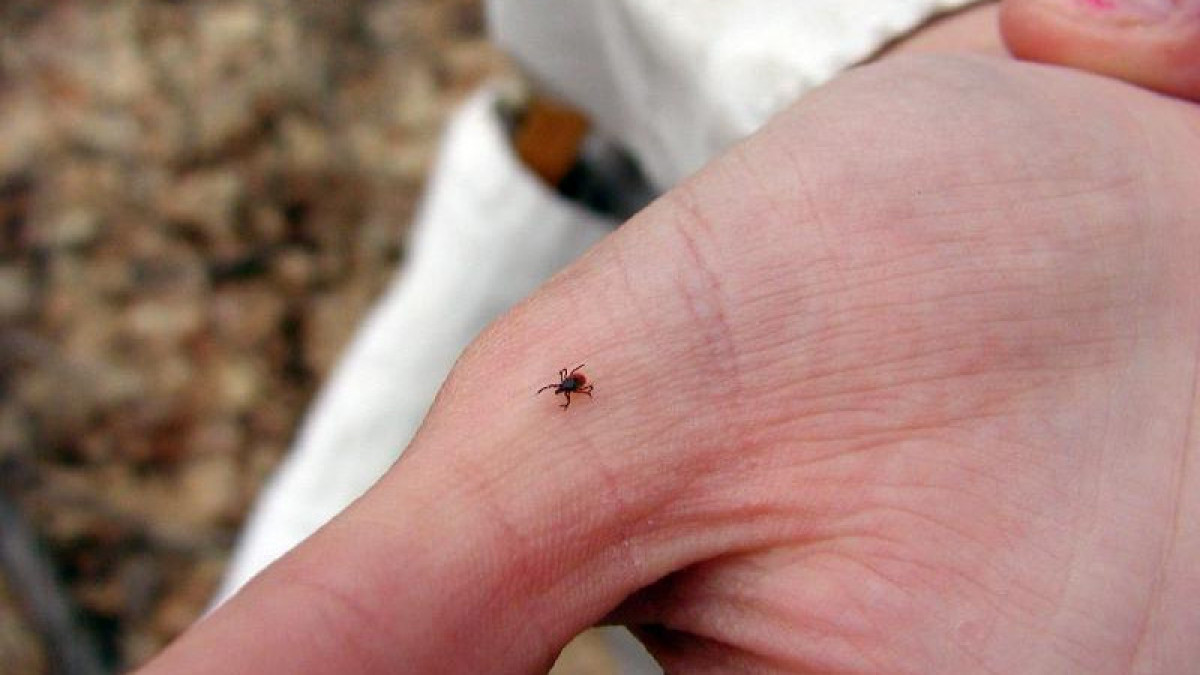 الماتىدا 100-دەن استام بالانى كەنە شاققان