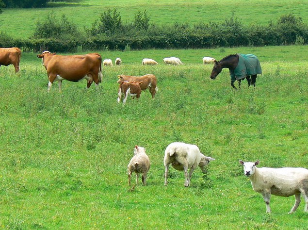 باقپاعانعا مال بىتپەس