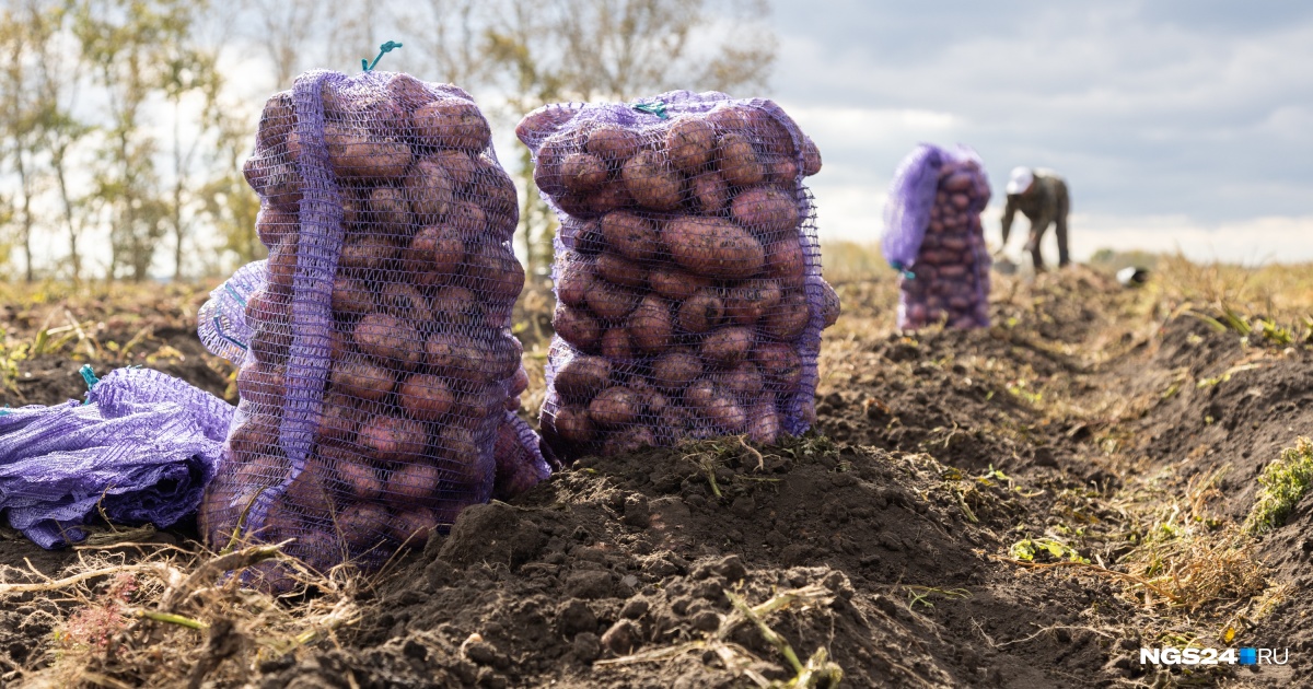 تيموفەي اعايدىڭ تىرشىلىگى