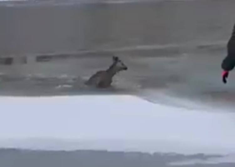 پاۆلوداردا ەرتىس وزەنىنە ءتۇسىپ كەتكەن ەلىكتىڭ لاعى قۇتقارىلدى