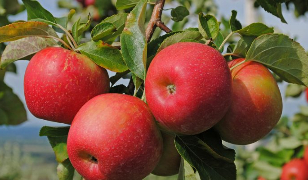 ماتتياس كرامەر سيۆەرس الماسىن الەمگە تانىتۋدىڭ جولىن ايتتى