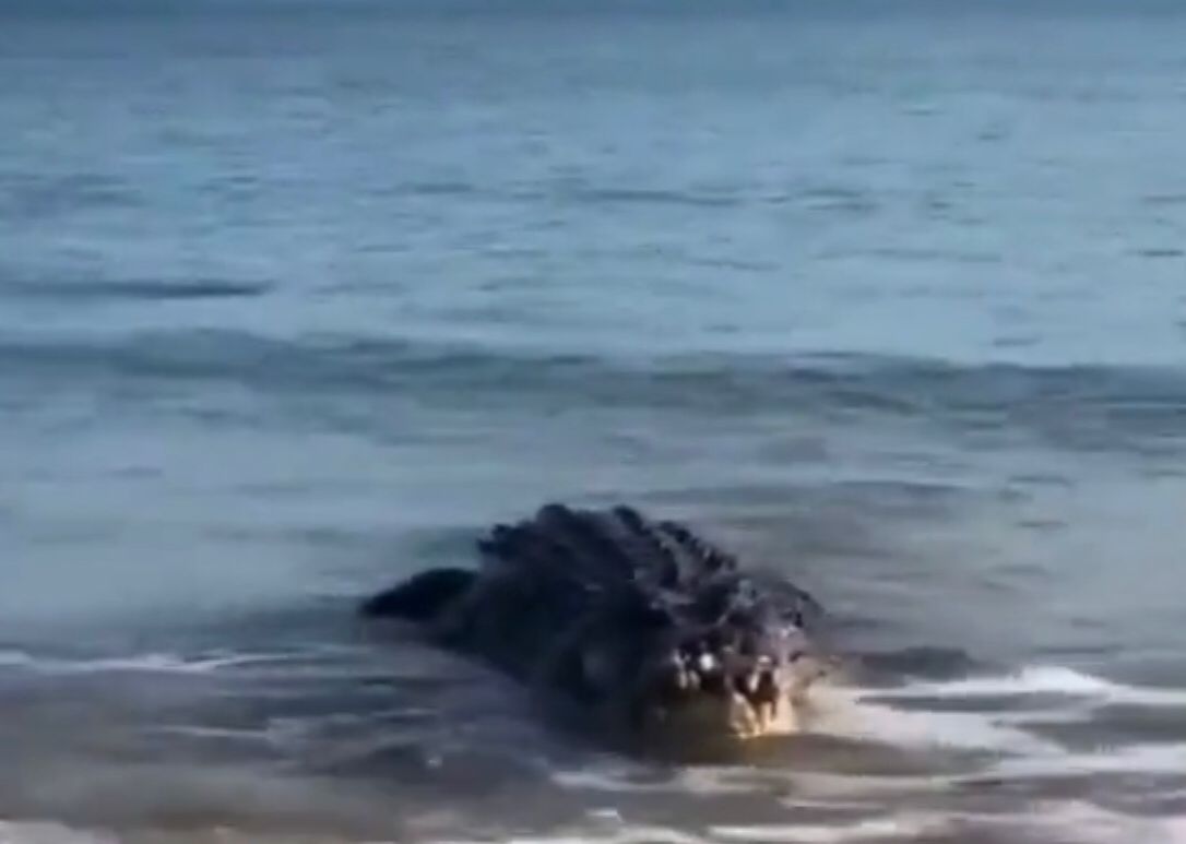 كاسپي تەڭىزىندە قولتىراۋىن جۇرگەنى راس پا؟