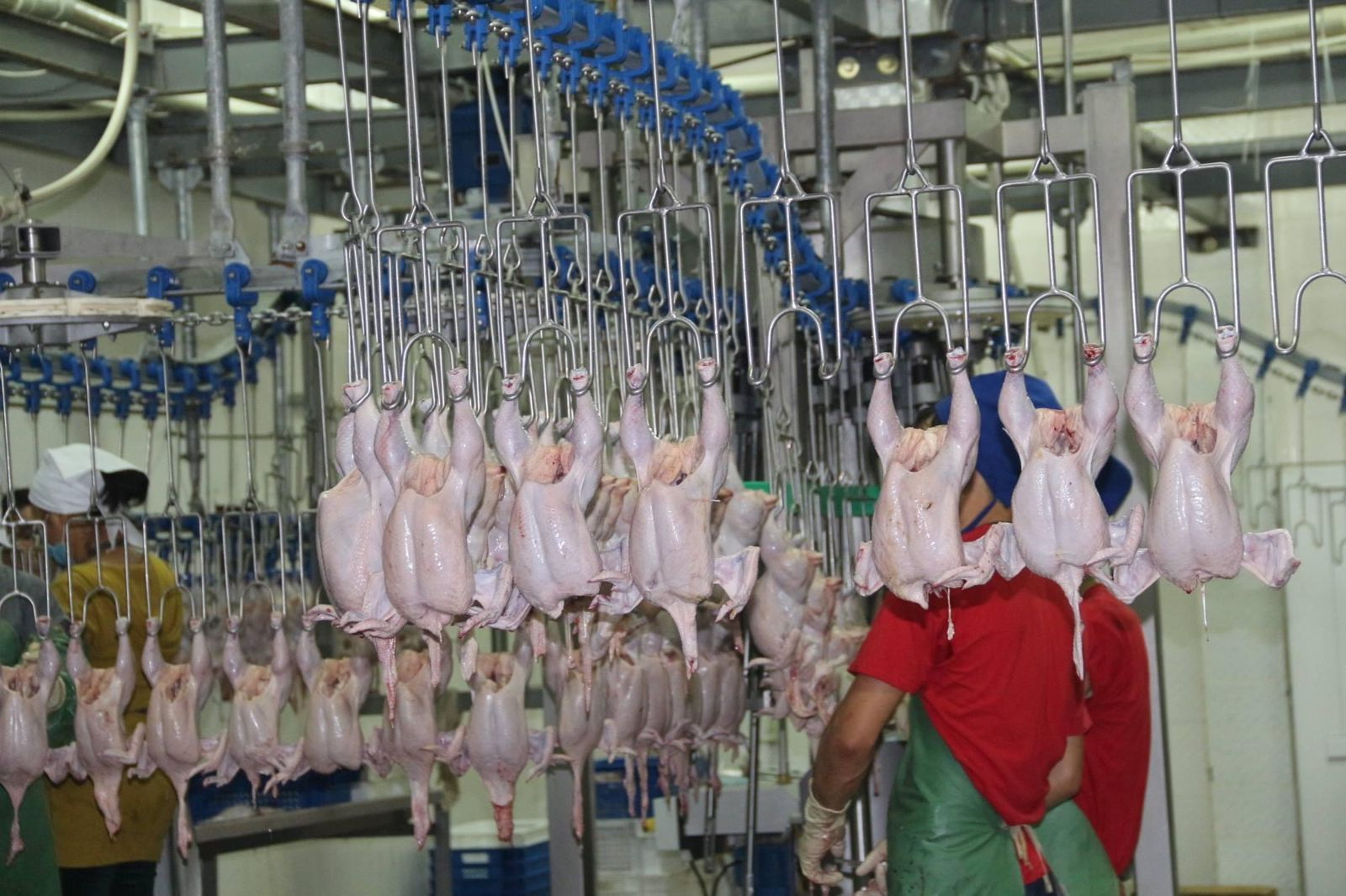 قاناتى قاتايعان قۇس فابريكاسى