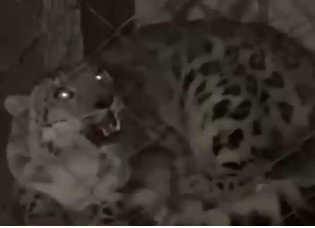 الماتى وبلىسىندا تابىلعان قار بارىسى حايۋاناتتار باعىنا تاپسىرىلدى