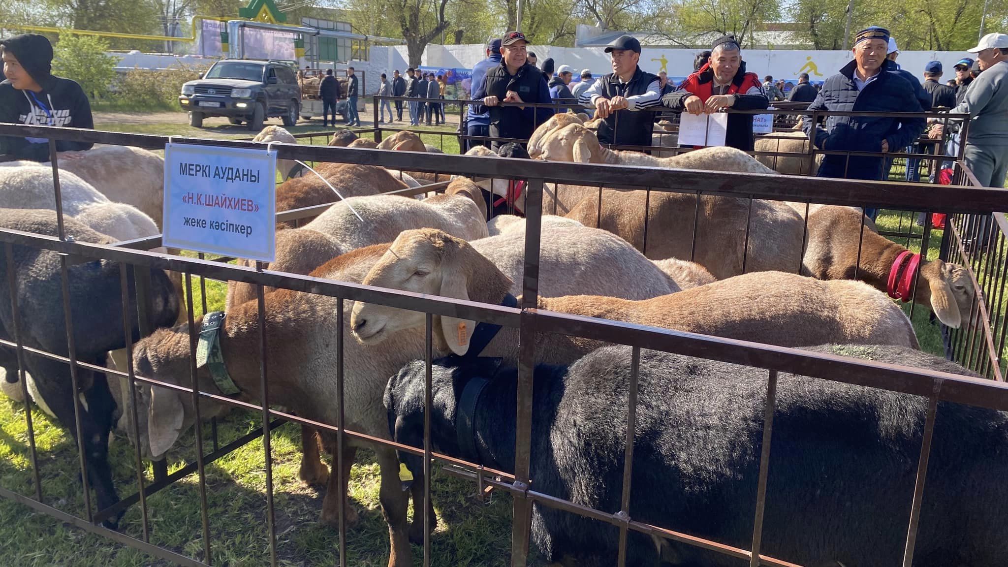 شۋ اۋدانىندا اسىل تۇقىمدى قوشقارلار كورمەسى ءوتتى