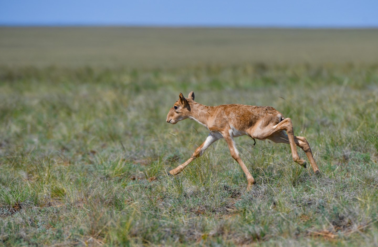 كيىكتەردى قورعاۋ اكتسياسى